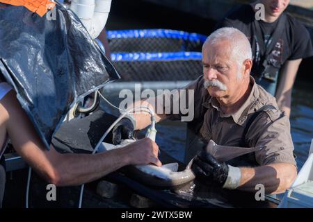pescatori che tirano un pesce dalla barca Foto Stock