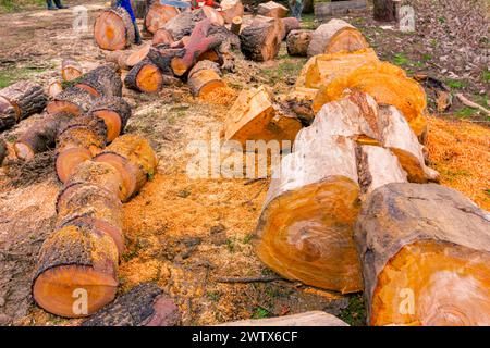 Legno, ceppi di alberi appena tagliati sul terreno della foresta, consistenza legname, legno, legno duro, legna da ardere Foto Stock