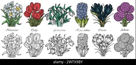 Set vettoriale disegnato a mano con illustrazioni incise di fiori primaverili - croco, tulipani, narciso, galanthus, iacinthus, allium Illustrazione Vettoriale