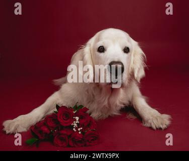 Un vero e proprio retriever inglese steso sul pavimento con un mucchio di rose rosse Foto Stock