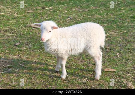 Agnello pasquale in piedi su un prato verde. Lana bianca su un animale da fattoria in una fattoria. Foto di animali Foto Stock