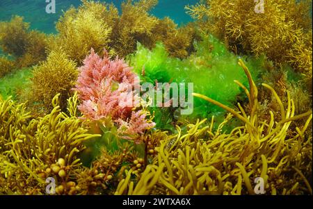 Alghe rosse Asparagopsis armata con alghe verdi Ulva lactuca circondate da varie alghe brune sott'acqua nell'oceano Atlantico, scenario naturale Foto Stock