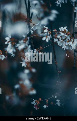 Una vista ravvicinata scura di abbondanti fiori fioriti sui rami degli alberi Foto Stock