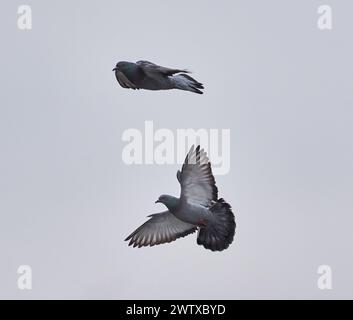 Due colombe in volo contro il cielo grigio coperto Foto Stock