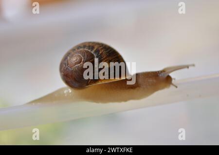 Fotografías macro de flores, árboles y animales. Distintos paisajes. Foto Stock