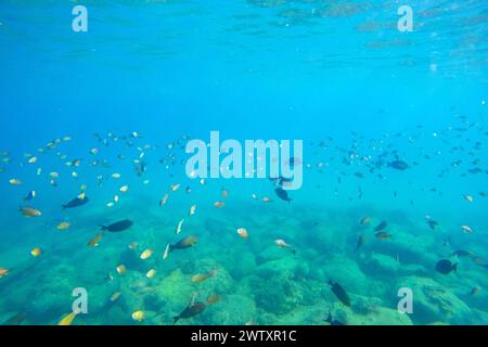 Una scuola di pesci tropicali vicino alla superficie dell'acqua in un mare di acque calde di latitudini esotiche Foto Stock