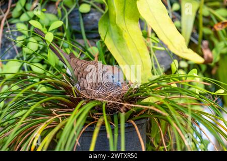 Geopelia striata zebra colomba cova uova in un nido nella giungla della foresta pluviale. Foto Stock