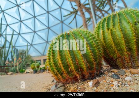 Cactus echinocactus grusonii in una serra in estate Foto Stock