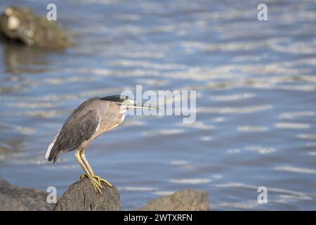 Un singolo Heron maturo e' arroccato su una roccia che si affaccia sulle acque poco profonde della Cairns Esplanade in cerca di prede. Foto Stock