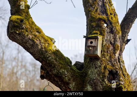 Nistkasten un einem mit Moos bewachsenen Baum 20.03.24 *** nido di scatola su un albero ricoperto di muschio 20 03 24 Foto Stock