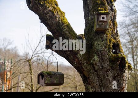 Nistkasten un einem mit Moos bewachsenen Baum 20.03.24 *** nido di scatola su un albero ricoperto di muschio 20 03 24 Foto Stock