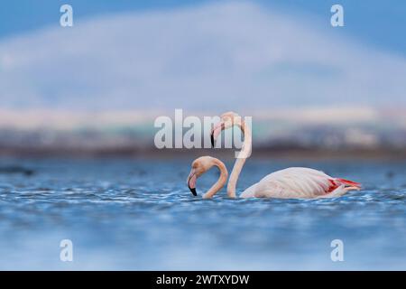 Due fenicotteri in acqua che formano una forma a cuore Foto Stock