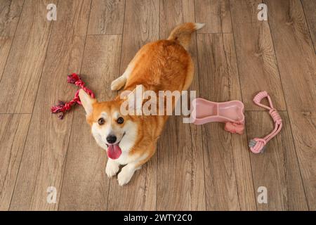 Carino cane Corgi con diversi giocattoli per animali domestici e ciotola per il cibo sdraiato sul pavimento a casa Foto Stock