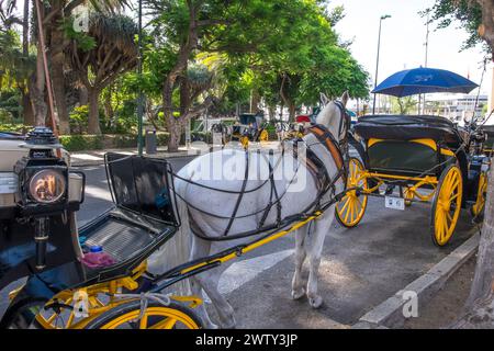 Carrozze tradizionali trainate da cavalli parcheggiate accanto a Plaza de la Marina, nel centro urbano della città di Malaga, Spagna Foto Stock