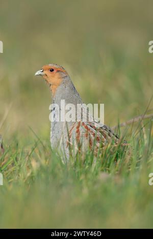 Grey Partridge ( Perdix perdix ), uomo, stagione degli accoppiamenti, siede in erba, si allunga il collo per avere una buona panoramica, fauna selvatica, Europa. Foto Stock