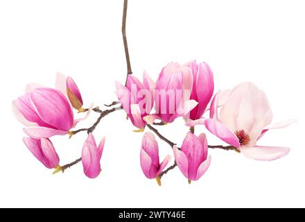 Piattino in fiore ramo dell'albero di magnolia isolato su sfondo bianco, Magnolia x soulangeana Foto Stock