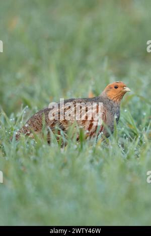 Partridge grigio ( Perdix perdix ) in primavera, di prima mattina, strisciando attraverso un campo verde ricoperto di gocce di rugiada, fauna selvatica, Europa. Foto Stock