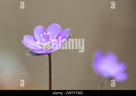 Hepatica nobilis in habitat naturale (Anemone hepatica), un bellissimo fiore selvatico che cresce nei boschi all'inizio della primavera Foto Stock