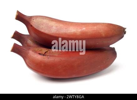 banane rosse tropicali mature e gustose su sfondo bianco Foto Stock