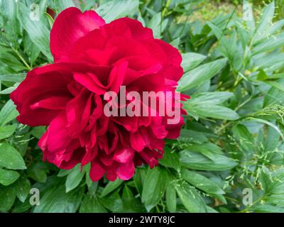 Fiore di peonia cinese rosso (Paeonia lactiflora) in giardino verde Foto Stock
