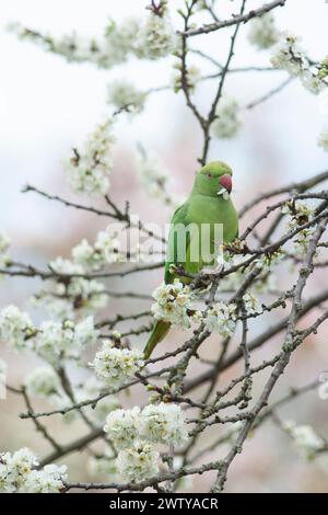 Regno Unito, 20 marzo 2024, Londra: Nell'equinozio primaverile un parco con il collo ad anello mangia prugne in fiore in un giardino a Clapham. Anna Watson/Alamy Live News Foto Stock