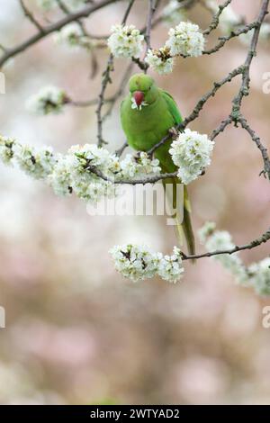 Regno Unito, 20 marzo 2024, Londra: Nell'equinozio primaverile un parco con il collo ad anello mangia prugne in fiore in un giardino a Clapham. Anna Watson/Alamy Live News Foto Stock