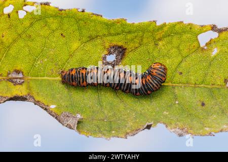 Gold Moth (Basilodes pepita) caterpillar (larva) Foto Stock