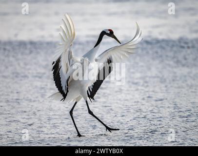 Una gru dalla corona rossa (Grus japonensis) che danzava in un campo coperto di neve. Hokkaido, Giappone. Foto Stock