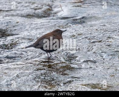 Un Brown Dipper (Cinclus pallasii) in piedi vicino a un torrente. Hokkaido, Giappone. Foto Stock