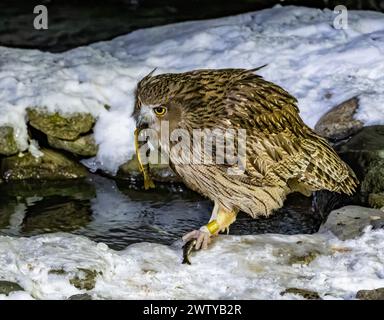 Un gufo di pesce Blakiston (Ketupa blakistoni) che cattura pesci in un torrente. Hokkaido, Giappone. Foto Stock