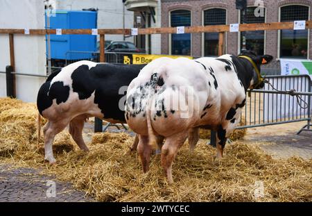 Schagen, Paesi Bassi. 20 marzo 2024. L'esposizione annuale del bestiame a Schagen, nei Paesi Bassi. Foto di alta qualità Foto Stock