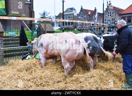 Schagen, Paesi Bassi. 20 marzo 2024. L'esposizione annuale del bestiame a Schagen, nei Paesi Bassi. Foto di alta qualità Foto Stock