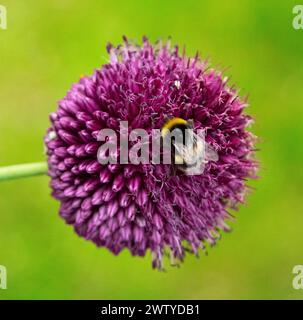 Un primo piano di un fiore di allium viola con un'ape sopra Foto Stock