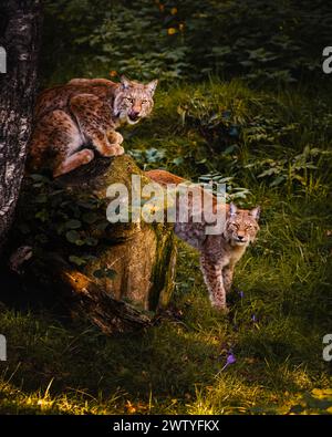 Due linci selvatiche che guardano nella foresta dei Pirenei. Concetto di conservazione della fauna selvatica. Foto Stock