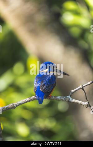 Splendido kingfisher blu australiano in cima a un ramo d'albero. Concetto di conservazione della fauna selvatica. Foto Stock