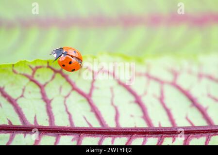 Coccinello è appollaiato su una foglia verde, una pianta terrestre Foto Stock