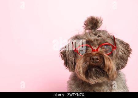 Carino cane Maltipoo che indossa occhiali su sfondo rosa, spazio per testo. Adorabile animale domestico Foto Stock