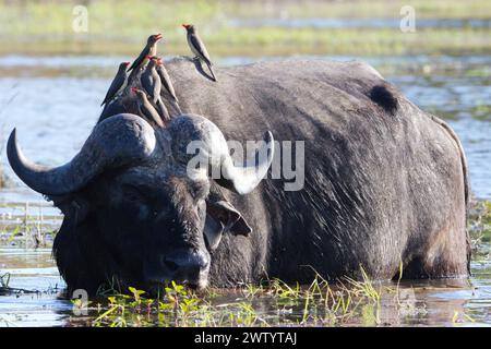 Bufali e uccelli, come si vedono durante il safari nel Chobe National Park, Botswana, Africa meridionale Foto Stock