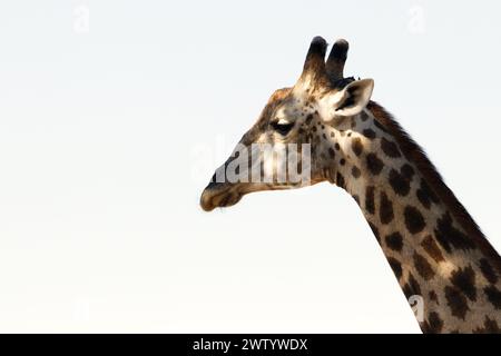 Vista profilo di una giraffa, come si vede durante il Safari nel Parco Nazionale del Chobe, Botswana, Africa meridionale Foto Stock