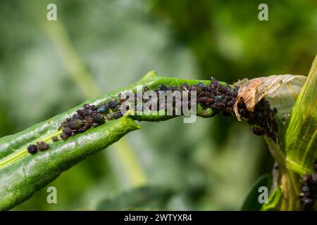 Il fagiolo nero aphide Aphis fabae è un membro dell'ordine Hemiptera. Altri nomi comuni sono blackfly, aphid di fagioli e aphid di foglie di barbabietola. E' parassita Foto Stock