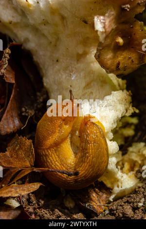 Lumaca, Dusky Arion, Arion subfuscus, lumaca terrestre che mangia un fungo nella foresta. Foto Stock