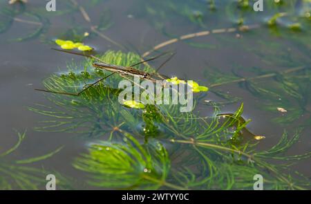 Un primo piano di Gerris lacustris o skater comune. Foto Stock