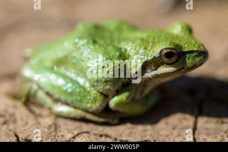 Verde morph Pacific Tree Frog. Joseph D. Grant County Park, Santa Clara County, California. Foto Stock