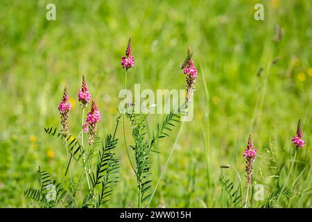 Un primo piano di fiori di sainfoin comuni nel Sussex rurale, con una bassa profondità di campo Foto Stock