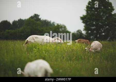 Le capre da latte in una piccola fattoria in Ontario, Canada Foto Stock