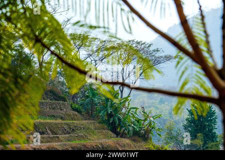 Le colline boscose del Nagaland, India nord-orientale Foto Stock