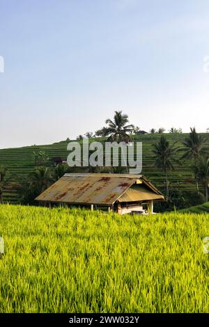 Capanna a terrazze di riso di Jatiluwih, Bali, Indonesia Foto Stock