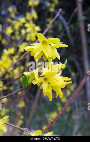 Primo piano dei fiori di Forsythia gialla Foto Stock
