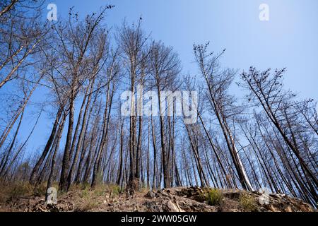 Portogallo, distretto di Coimbra, vicino a Góis, CoiCos, Hillside con i resti di pini bruciati durante i devastanti incendi del 2017 Foto Stock