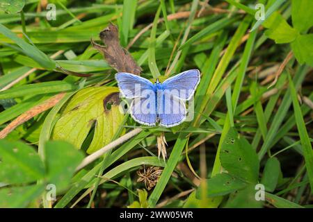 Una farfalla blu comune maschile (Polyommatus icarus), Inghilterra, Regno Unito Foto Stock